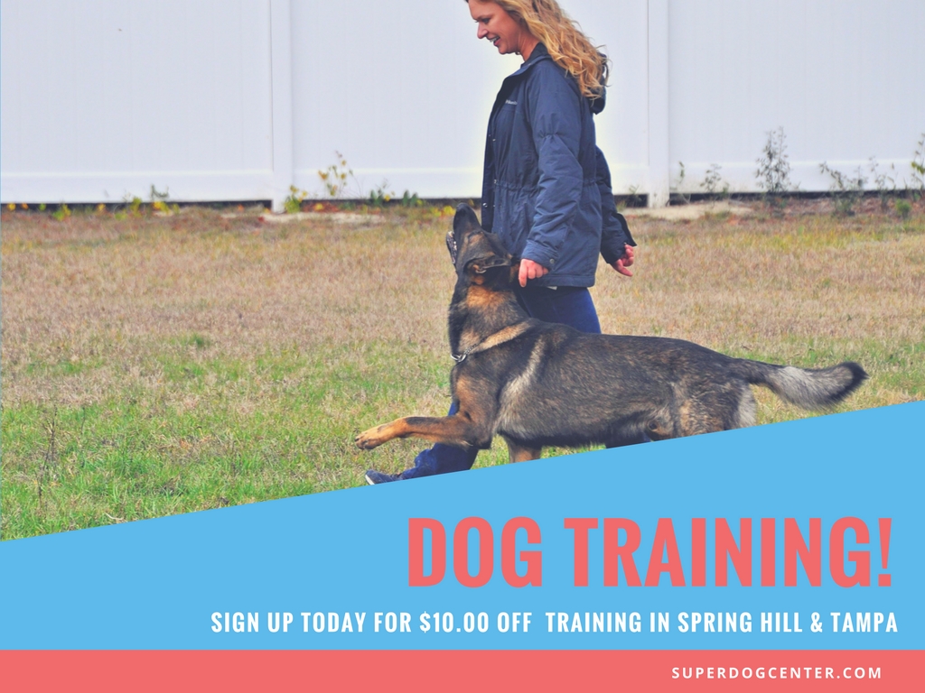 certified professional dog trainer in Spring Hill Tampa Florida