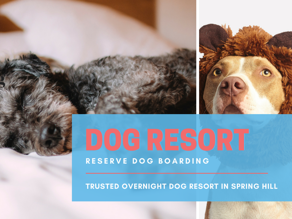 Overnight Dog Resort in Spring Hill Tampa Florida