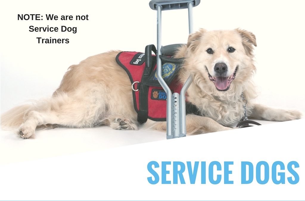 Learn About the Different Types of Service Dogs