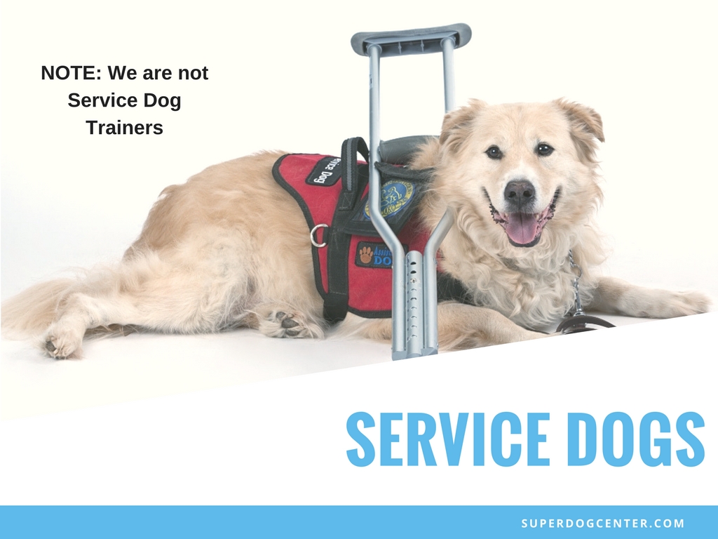 Learn About the Different Types of Service Dogs from a Trainer