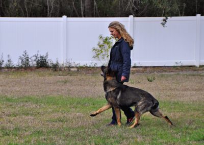 Dog Trainer in Spring Hill (2)