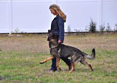 Dog Trainer in Spring Hill (3)