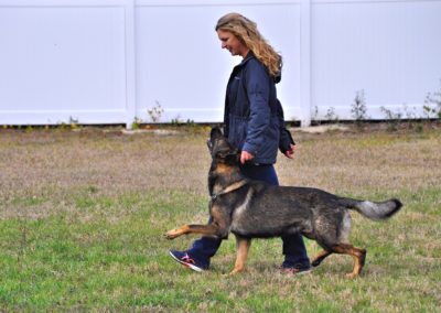 Dog Trainer in Spring Hill (4)