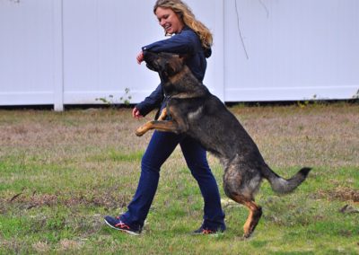 Dog Trainer in Spring Hill (6)