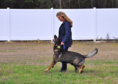 Dog Trainer in Spring Hill (7)