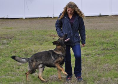 Dog Trainer in Spring Hill (8)