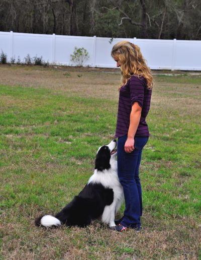 Dog Trainer in Tampa (6)