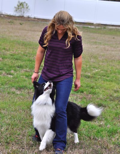 Dog Trainer in Tampa (7)