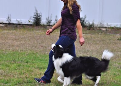 Dog Trainer in Tampa (9)
