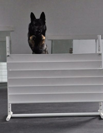 Dog Training (2)
