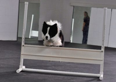 Dog Training (3)