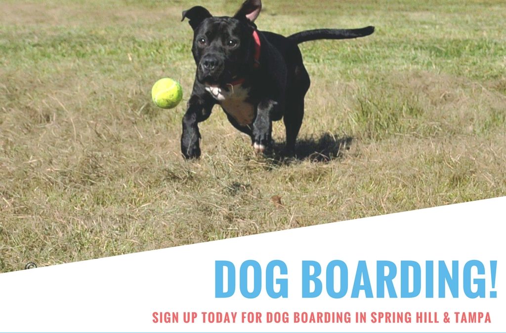 Dog Boarding in Spring Hill