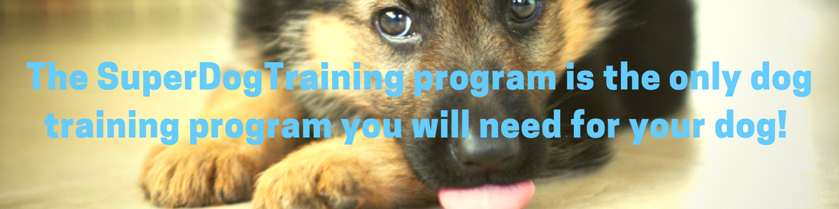  What Does House Trained Mean For A Dog