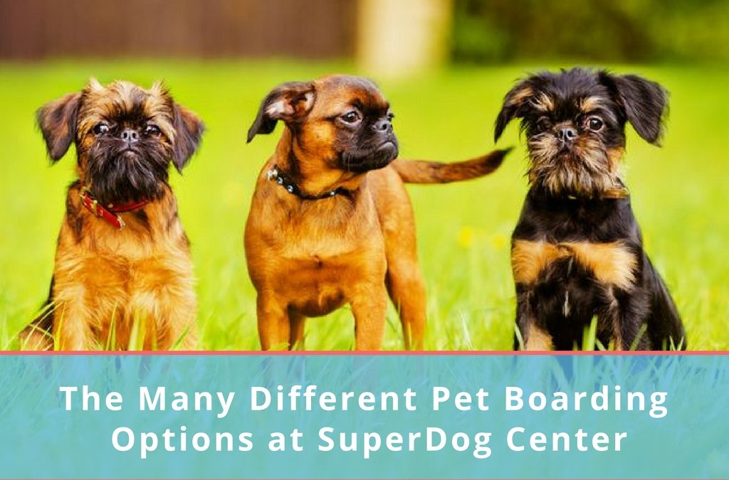 The Many Different Dog Boarding Options at SuperDog Center