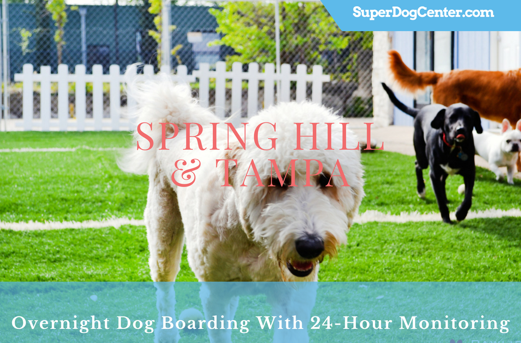 Overnight Dog Boarding With 24-Hour Monitoring in Spring Hill Tampa
