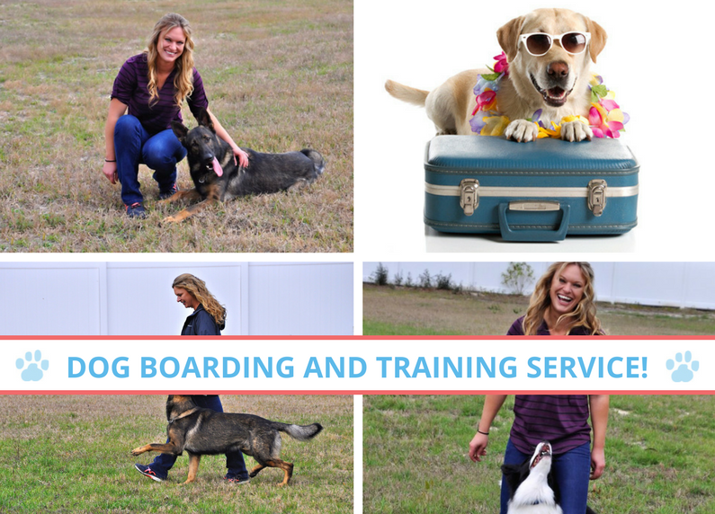 5 Things to Pack When You Board Your Dog in an Overnight Dog Resort in Spring Hill Tampa Florida