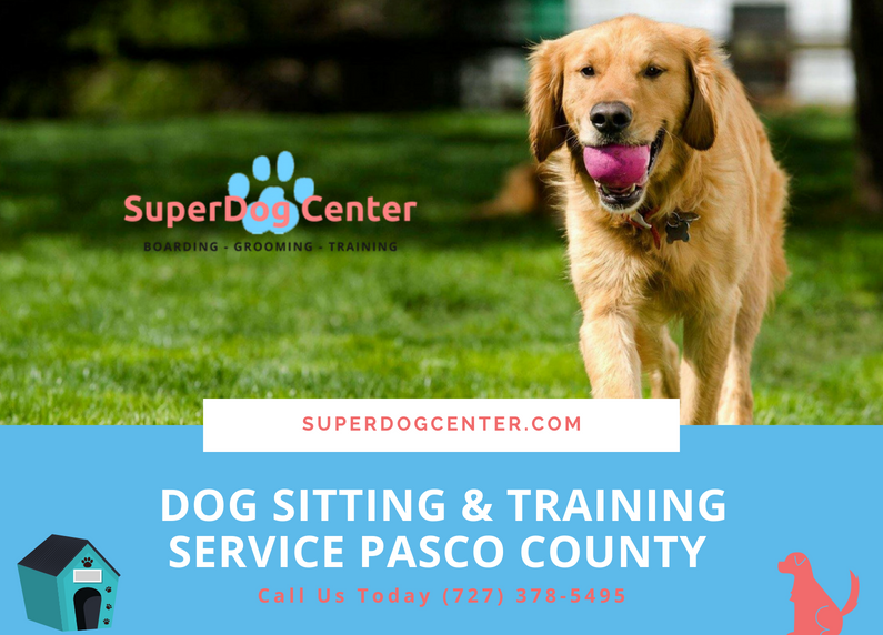 Highly Rated Pet Sitting and Dog Training in Pasco County Florida