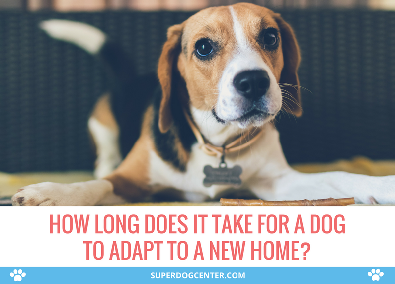 How Long Does It Take for A Dog to Adapt to A New Home?
