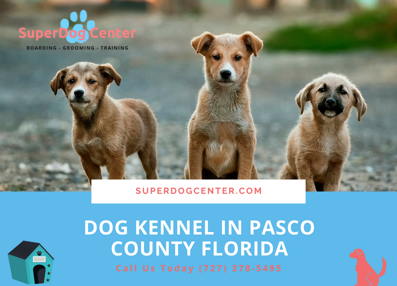 Dog Kennel in Pasco County Florida