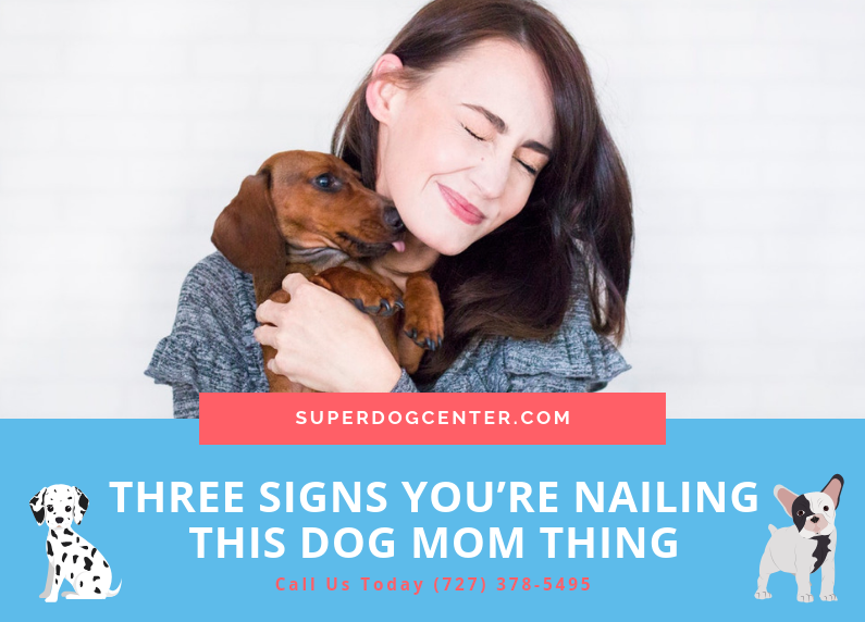 Dog Services At SuperDog Center | Three Signs You’re Nailing this Dog Mom Thing