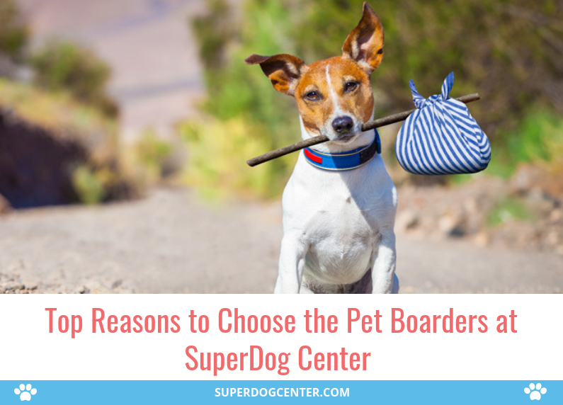Top Reasons to Choose the Pet Boarders at SuperDog Center