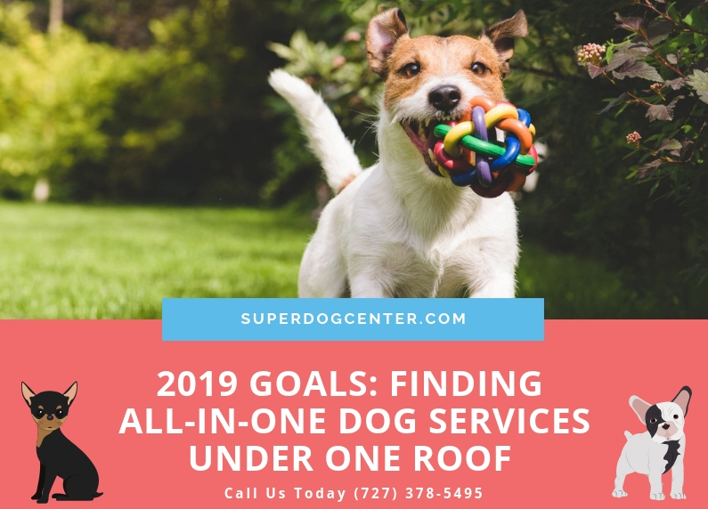 2019 Goals: Finding All-in-One Dog Services Under One Roof