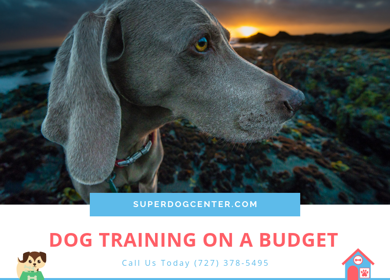 Dog Training on a Budget in Spring Hill Pasco County Florida