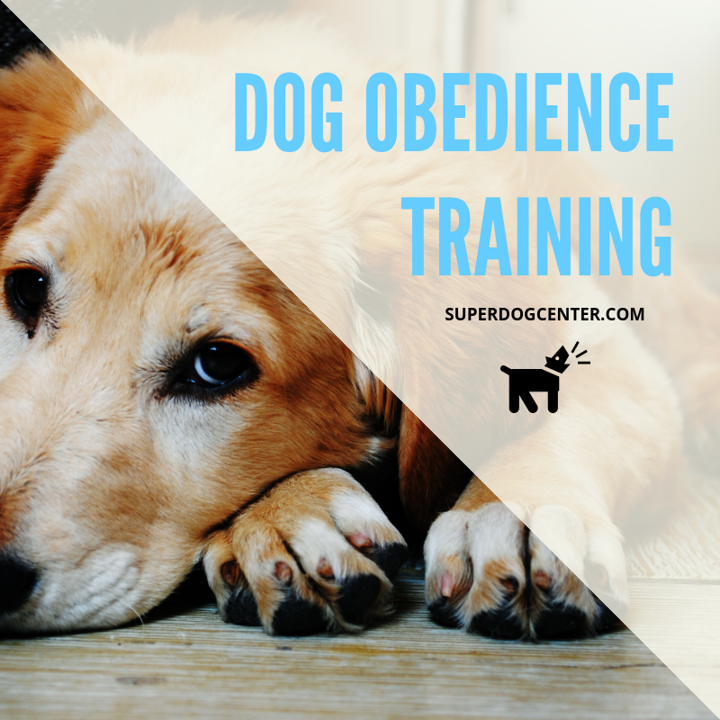 Affordable Dog Training